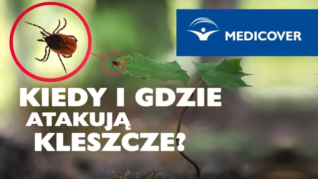 Kiedy atakują kleszcze? Poznaj niebezpieczeństwo w sezonie letnim