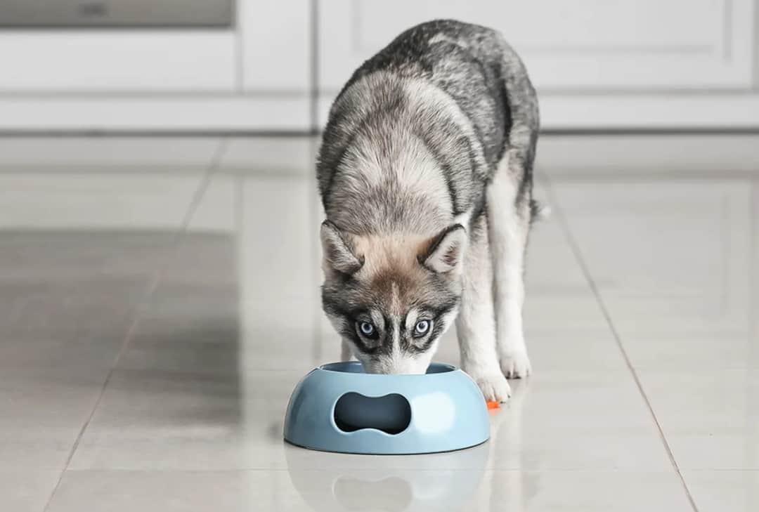 Najlepsza karma dla husky: uniknij błędów w diecie swojego psa