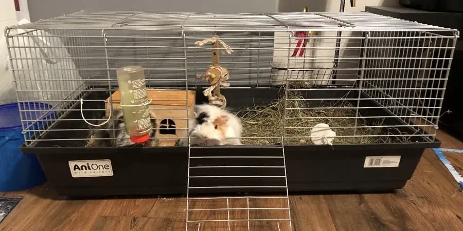 Jak powinna wyglądać idealna klatka dla świnki morskiej? Porady i wymagania