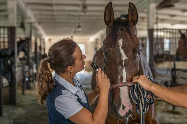 Ile kosztuje weterynarz dla konia? Sprawdź, by uniknąć niespodzianek!