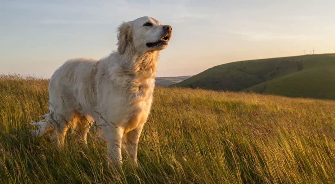 Czy golden retriever jest agresywny? Poznaj prawdę o tej rasie