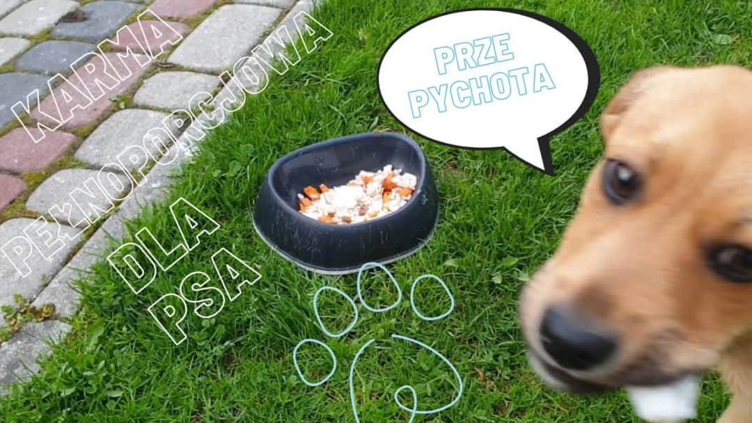 Jak zrobić zdrową karmę dla psa – proste przepisy i ważne wskazówki