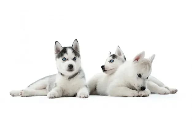 Szczeniaki husky co jedzą: kluczowe informacje o diecie i karmieniu