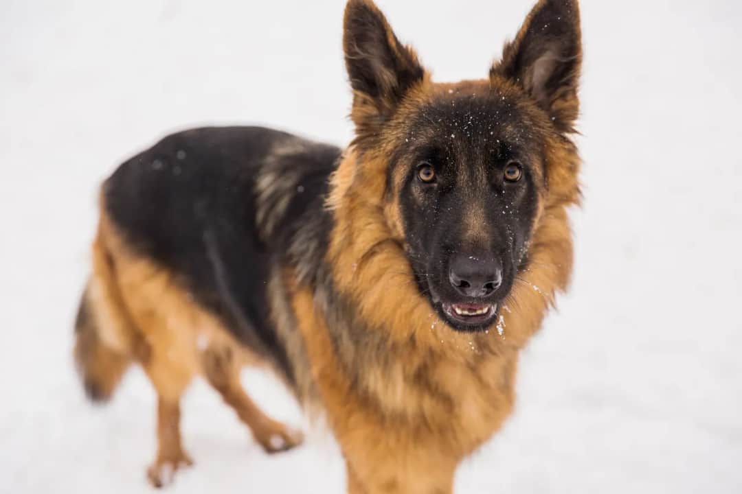 Czy owczarki niemieckie lubią dzieci? Odkryj ich temperament i relacje