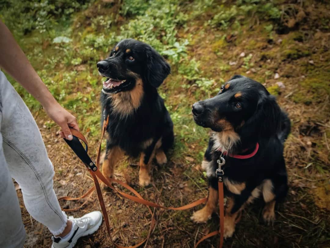 Jak działa dławik dla psa? Poznaj skutki i bezpieczeństwo jego użycia