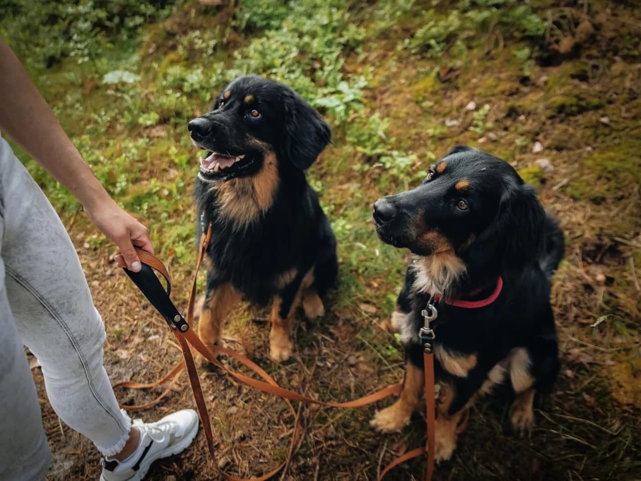 Jak działa dławik dla psa? Poznaj skutki i bezpieczeństwo jego użycia