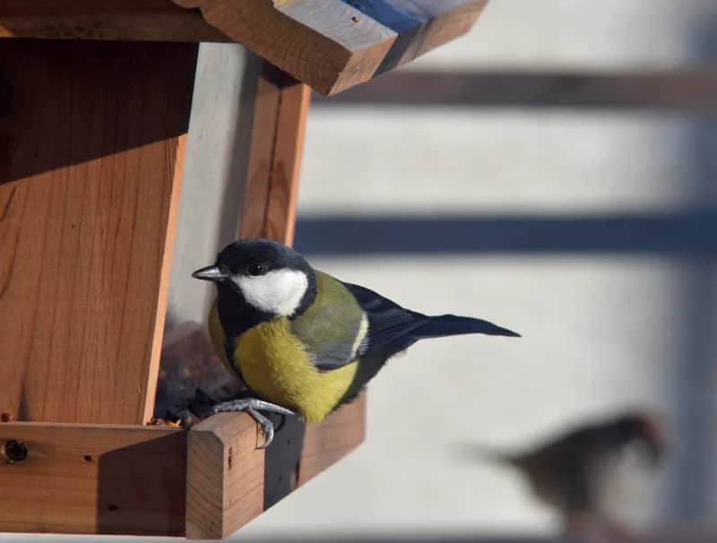 Gdzie zimuje sikorka i jak przetrwa mrozy? Zimowe zwyczaje i pomoc dla ptaków