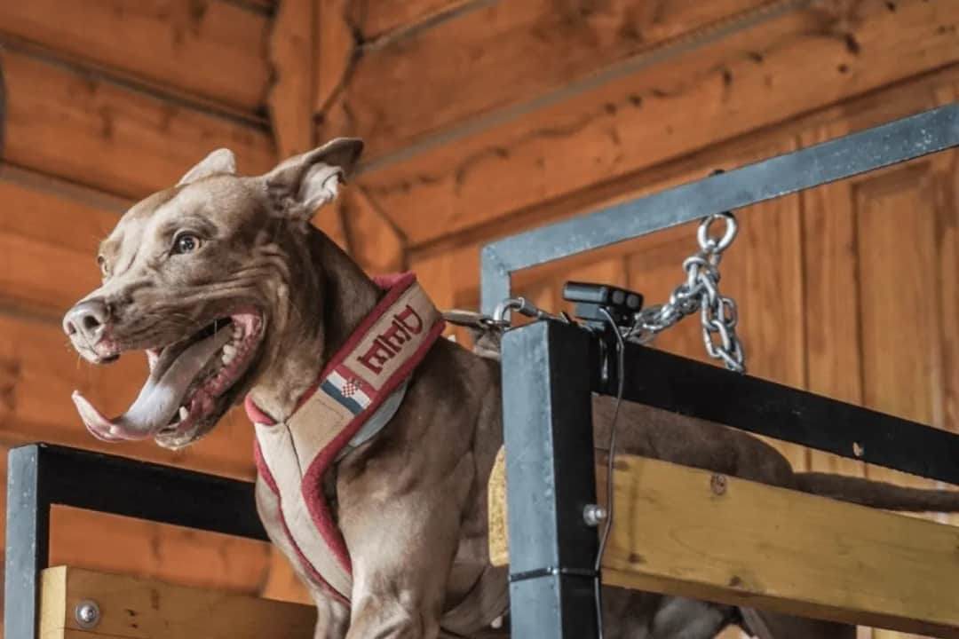Bieżnia dla psa jak zrobić: krok po kroku, aby zapewnić bezpieczeństwo