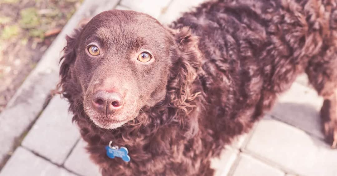 Jaki pies dla dzieci na podwórko? Oto rasy, które zapewnią bezpieczeństwo