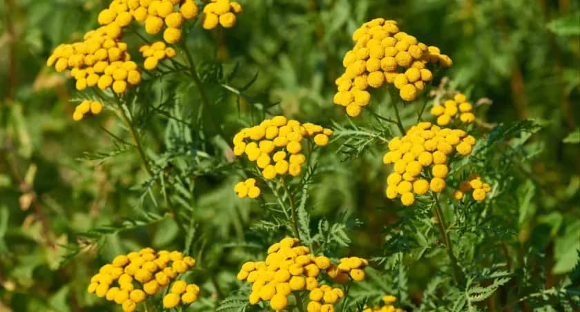 Rośliny których nie lubią kleszcze - stwórz bezpieczny ogród bez kleszczy