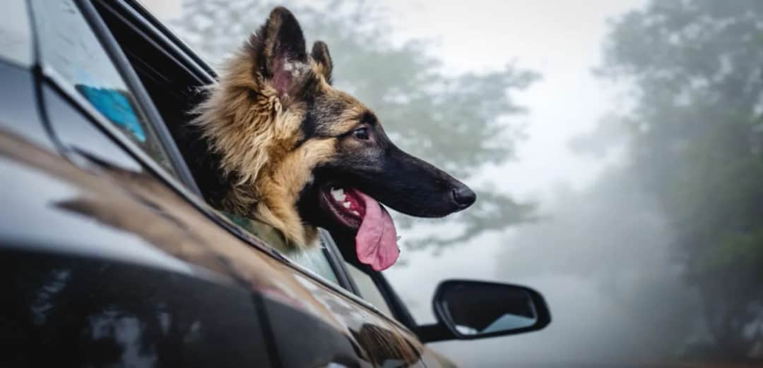 Ile waży dorosły owczarek niemiecki długowłosy? Sprawdź, aby uniknąć problemów zdrowotnych