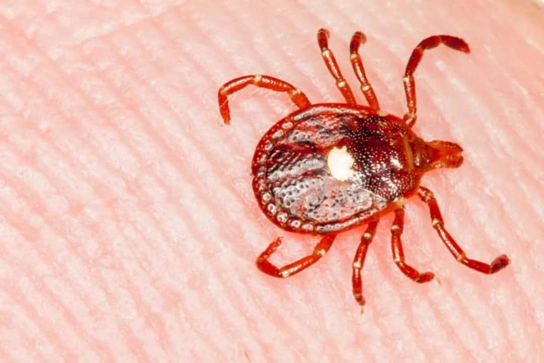 Ile odnóży ma kleszcz? Zaskakująca prawda o budowie tego groźnego pasożyta