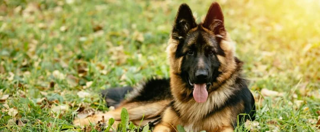 Ile owczarek niemiecki ma cieczkę i jak to wpływa na jego zdrowie