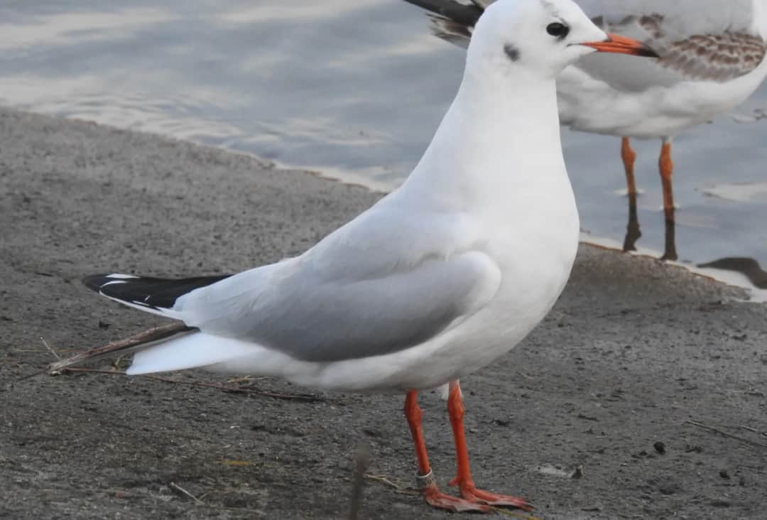 Gdzie zimują mewy? Odkryj ich tajemnicze miejsca w Polsce