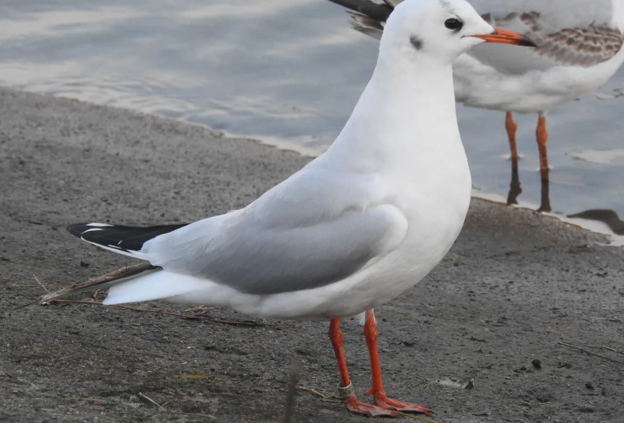 Gdzie zimują mewy? Odkryj ich tajemnicze miejsca w Polsce