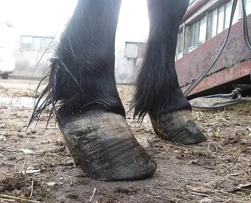 Jak rozpoznać ochwat u konia – objawy, przyczyny i pierwsze kroki ratunkowe