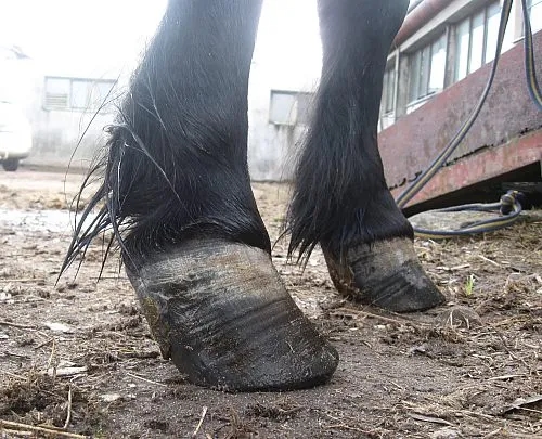Jak rozpoznać ochwat u konia – objawy, przyczyny i pierwsze kroki ratunkowe