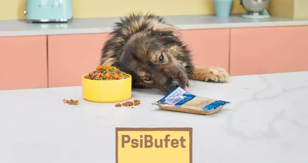 Ile kosztuje akita japońska? Sprawdź ceny i ukryte wydatki