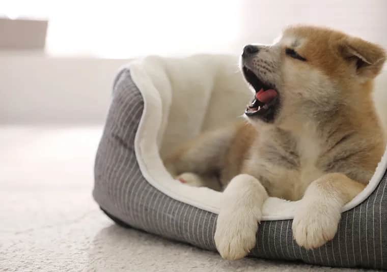 Ile kosztuje pies akita? Zaskakujące ceny i co wpływa na koszt