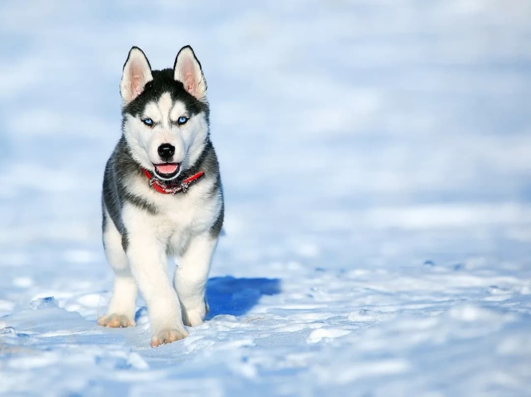 Ile km dziennie potrzebuje husky, aby być zdrowym i szczęśliwym?