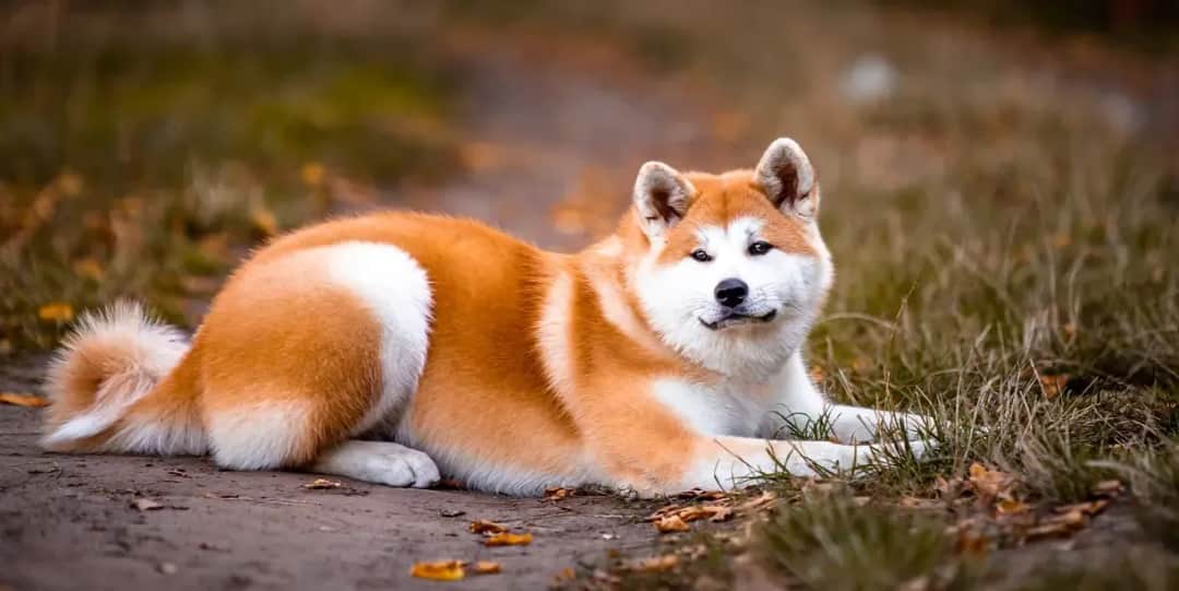 Co je akita? Poznaj cechy, pielęgnację i zdrowie tej rasy