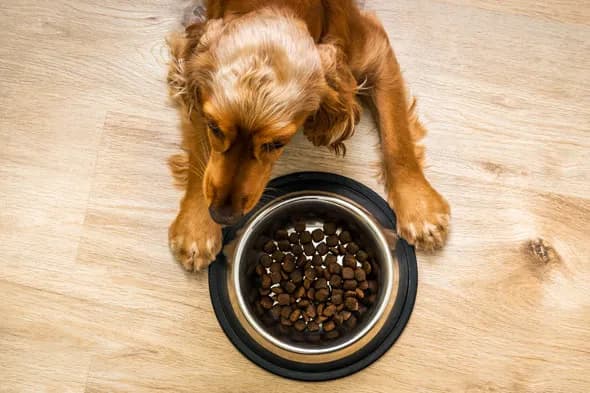 Czy pies może jeść kaszę pęczak? Sprawdź, co warto wiedzieć