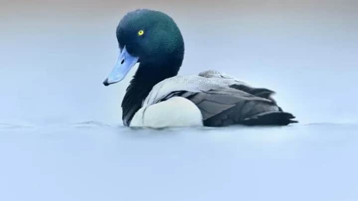 Gdzie zimują kaczki? Odkryj ich tajemnicze miejsca w Polsce