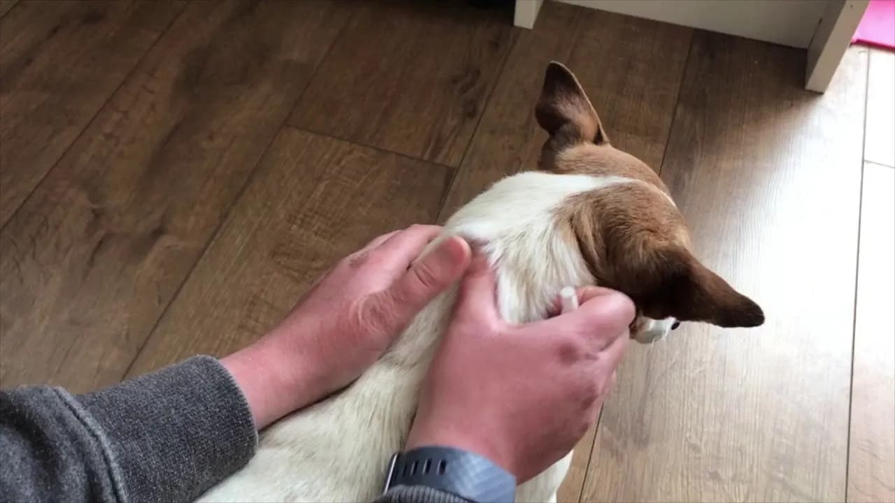 Jak stosować Advocate dla psów - skuteczne dawkowanie i aplikacja Jak stosować Advocate dla psów - skuteczne dawkowanie i aplikacja