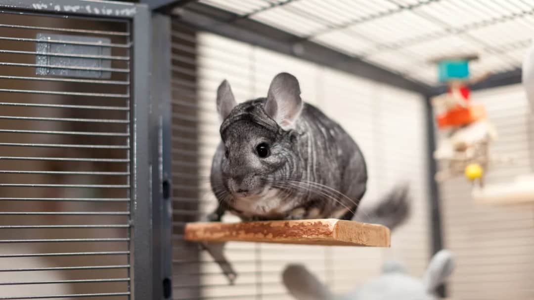 Jak zrobić klatkę dla szynszyli – prosty sposób na bezpieczne i wygodne mieszkanie