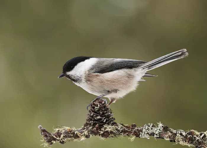 Czy sikorka zimuje w Polsce? Zaskakujące fakty o jej zwyczajach