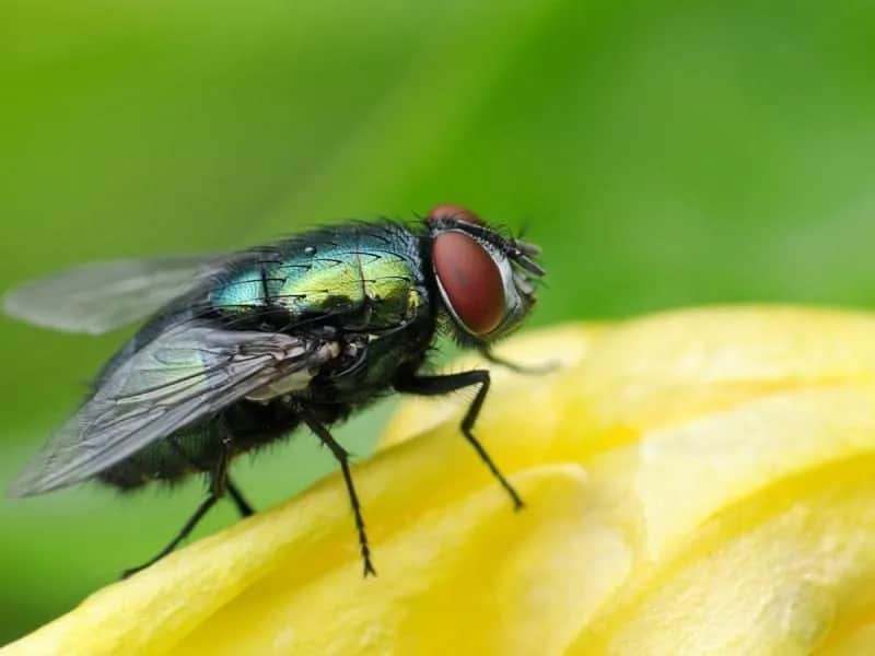 Jak muchy przetrwają zimę? Sekrety ich hibernacji i miejsca ukrycia