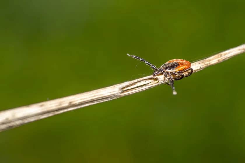 Czy kleszcze latają? Jak się przemieszczają i jak uniknąć ich ukąszeń