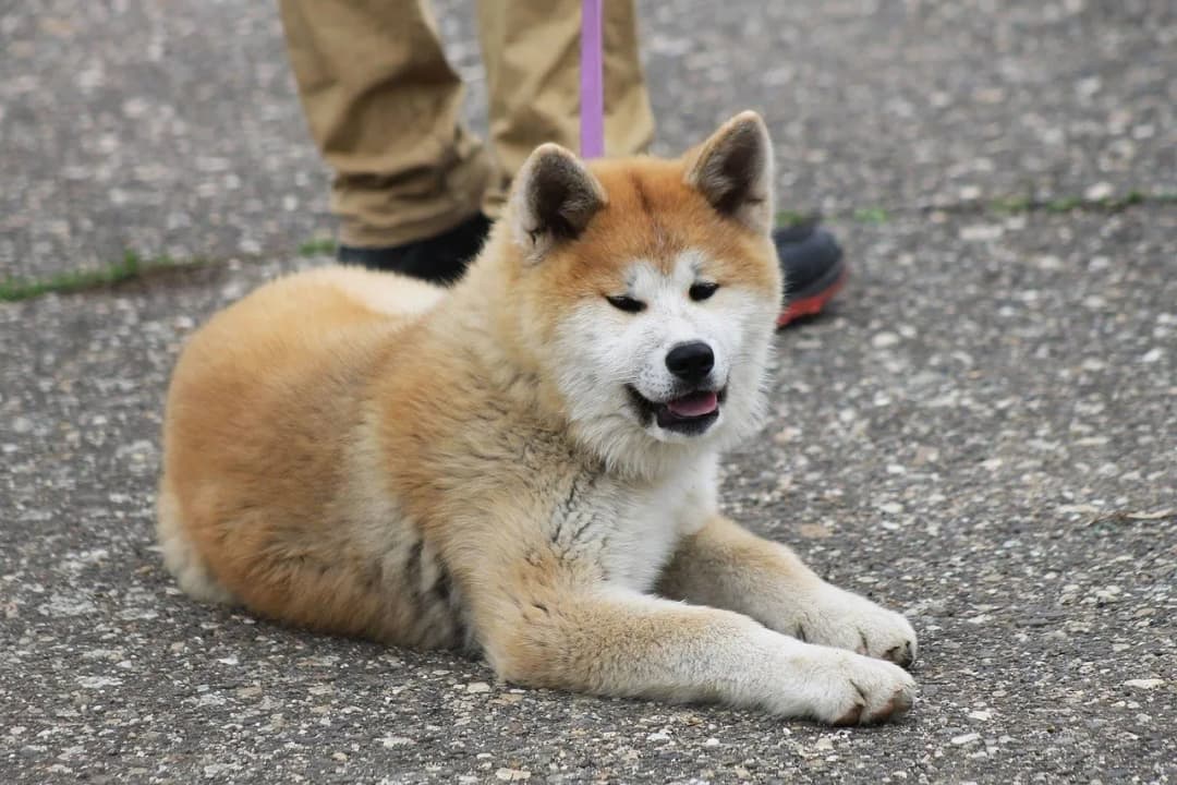 Czy akita inu jest agresywny? Odkryj prawdę o ich temperamencie