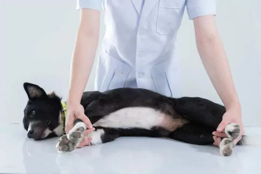 Jak trzymać psa u weterynarza i uniknąć stresu dla niego i siebie