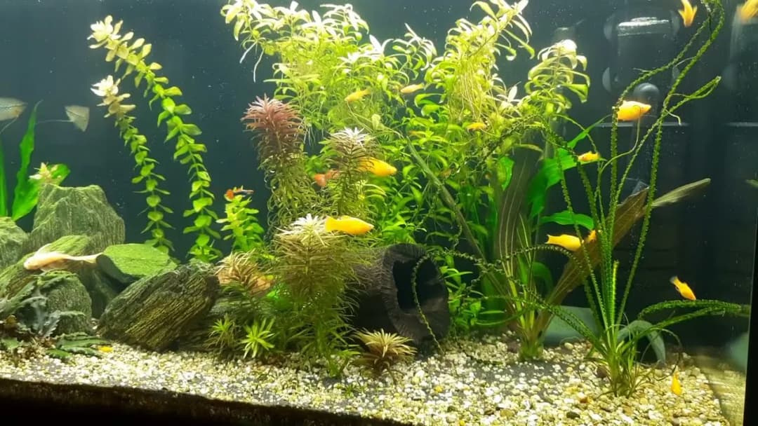 Jak wybrać najlepsze ledy do akwarium dla zdrowia roślin i ryb? Porady i wskazówki