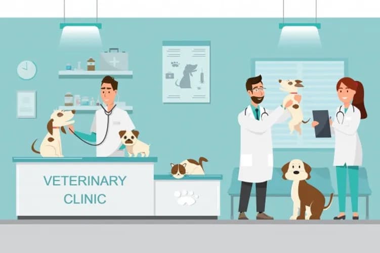 Czy weterynarz to doktor? Odkryj prawdę o tytułach i kwalifikacjach