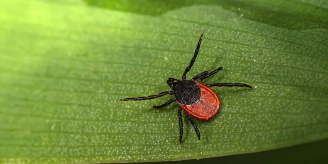 Czy każdy kleszcz zaraża? Prawda o przenoszeniu chorób przez kleszcze