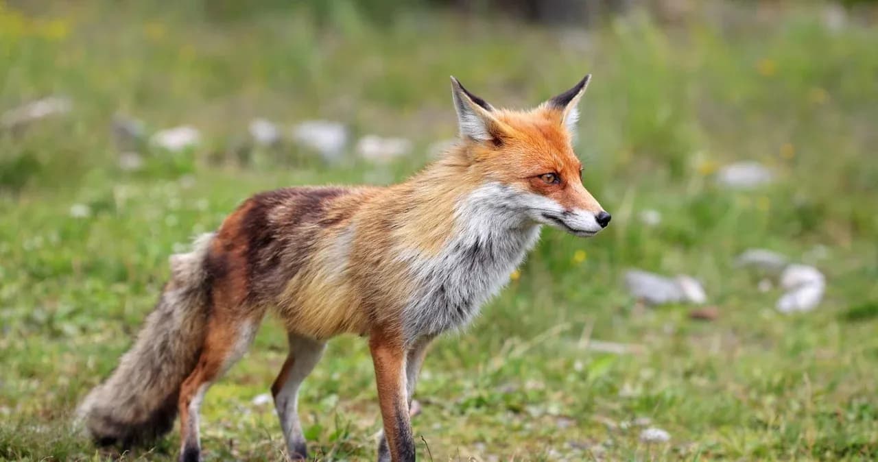 Jak zimuje lis: zaskakujące strategie przetrwania w zimie