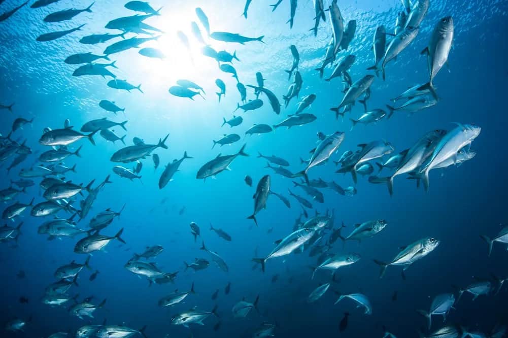 Jakie ryby dla psa są bezpieczne i zdrowe w jego diecie?