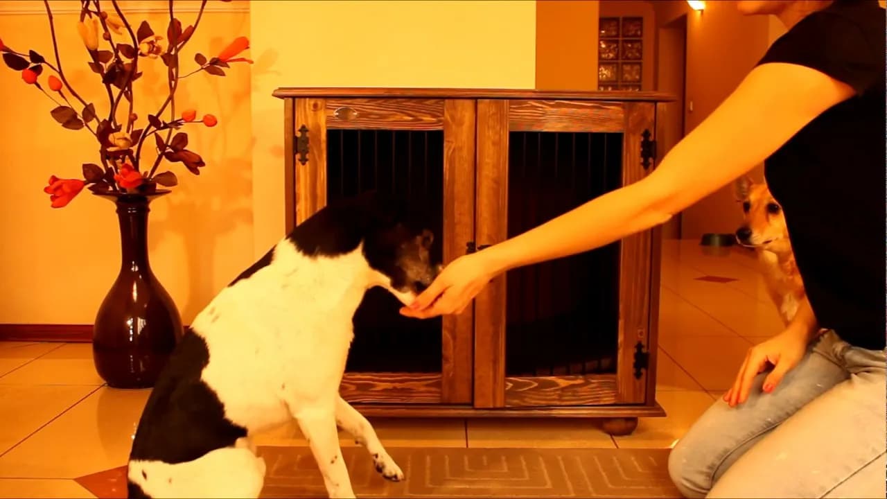 Jak bez stresu przyzwyczaić psa do klatki kennelowej – skuteczne porady