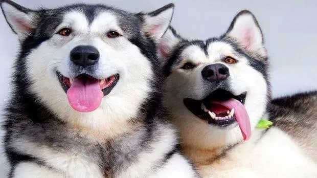 Jak odróżnić husky od malamuta - kluczowe różnice i cechy