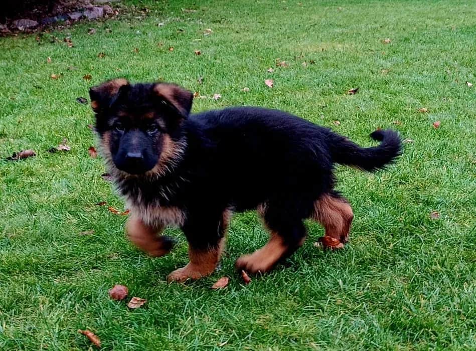 Ile kosztuje owczarek niemiecki krótkowłosy? Poznaj ceny i czynniki wpływające na koszt