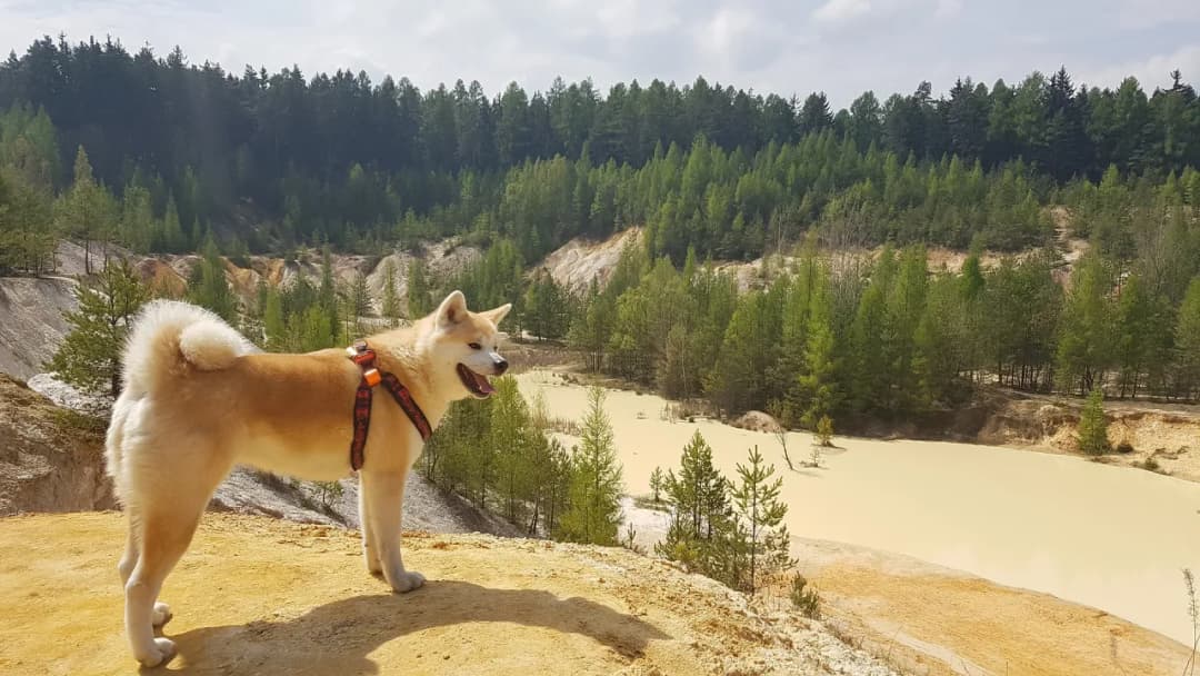 Jak długo żyje akita inu? Poznaj kluczowe czynniki wpływające na życie psa