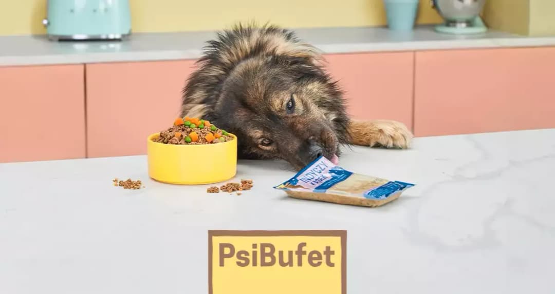 Ile kosztuje szczeniak husky? Ceny, czynniki i ukryte wydatki