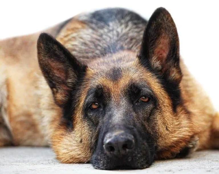 Ile pies chodzi w ciąży owczarek niemiecki? Zaskakujące fakty o ciąży