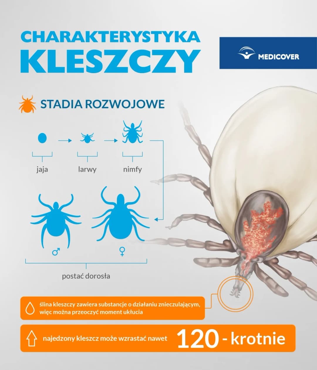 Jak rozmnażają się kleszcze i jak skutecznie chronić się przed ich inwazją