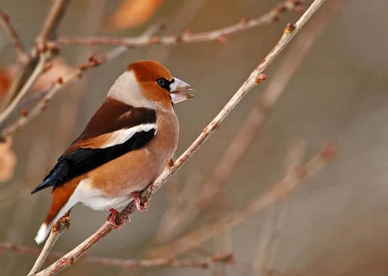 Grubodziób gdzie zimuje? Odkryj jego tajemnicze miejsca zimowe