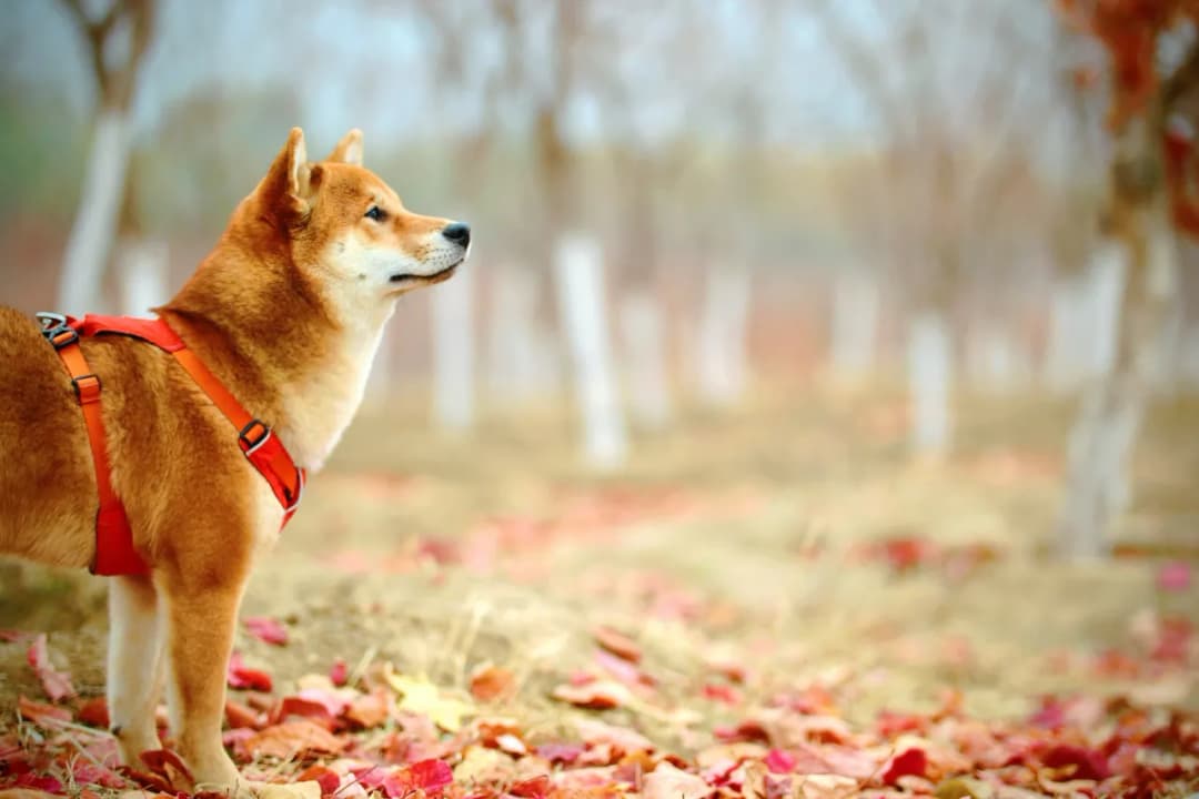 Akita Inu czy Shiba Inu - porównanie ras, które wybierzesz?