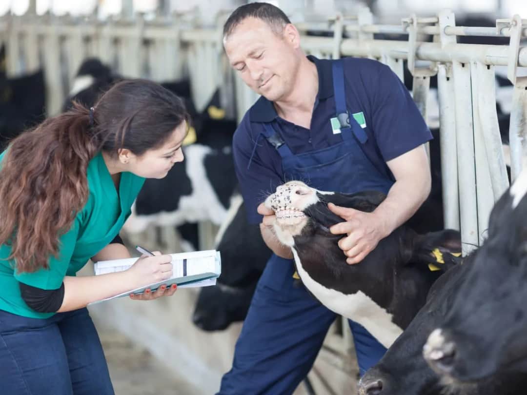 Ile zarabia pomocnik weterynarza? Poznaj zaskakujące fakty o wynagrodzeniu